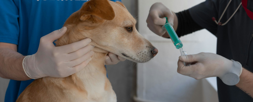 Vind de dierenarts van Wacht in Vlaanderen